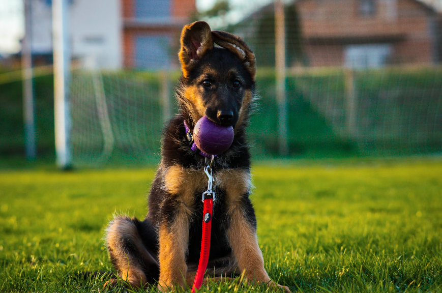 Bringing Home and Caring for a German Shepherd Puppy: A Comprehensive Guide