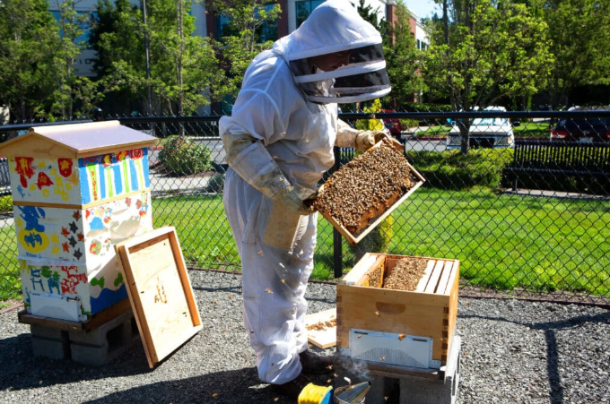 5 Reasons You Need Professional Honey Bee Removal